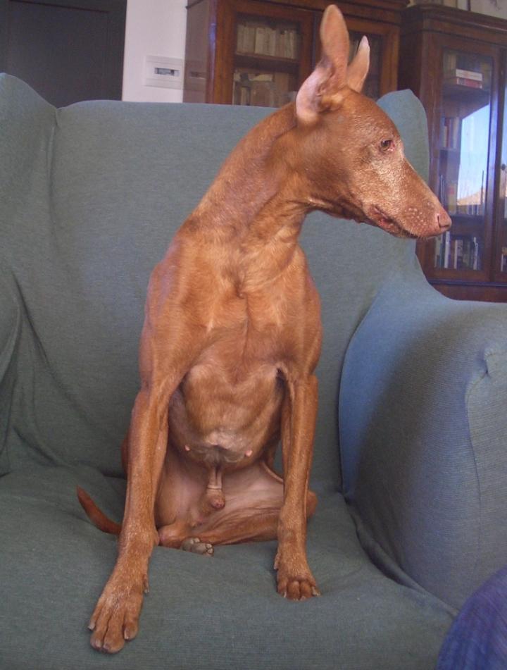 Cirneco Photo